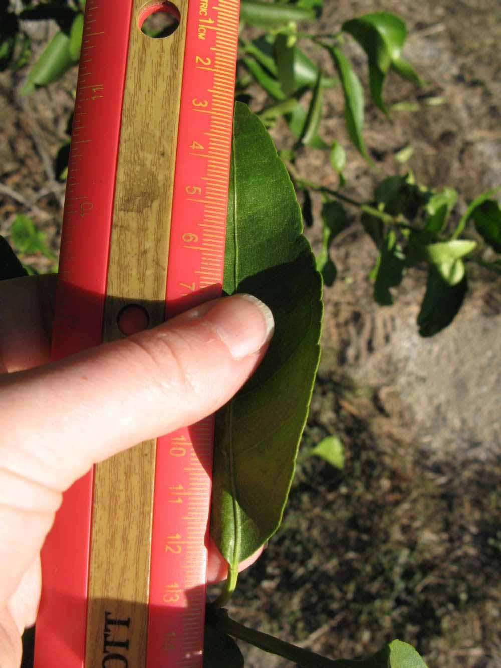              Unifoliolate leaf (Winter Haven, FL)       